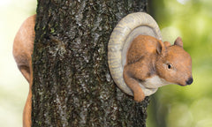 Squirrel Tree Peeker