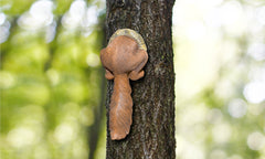 Squirrel Tree Peeker